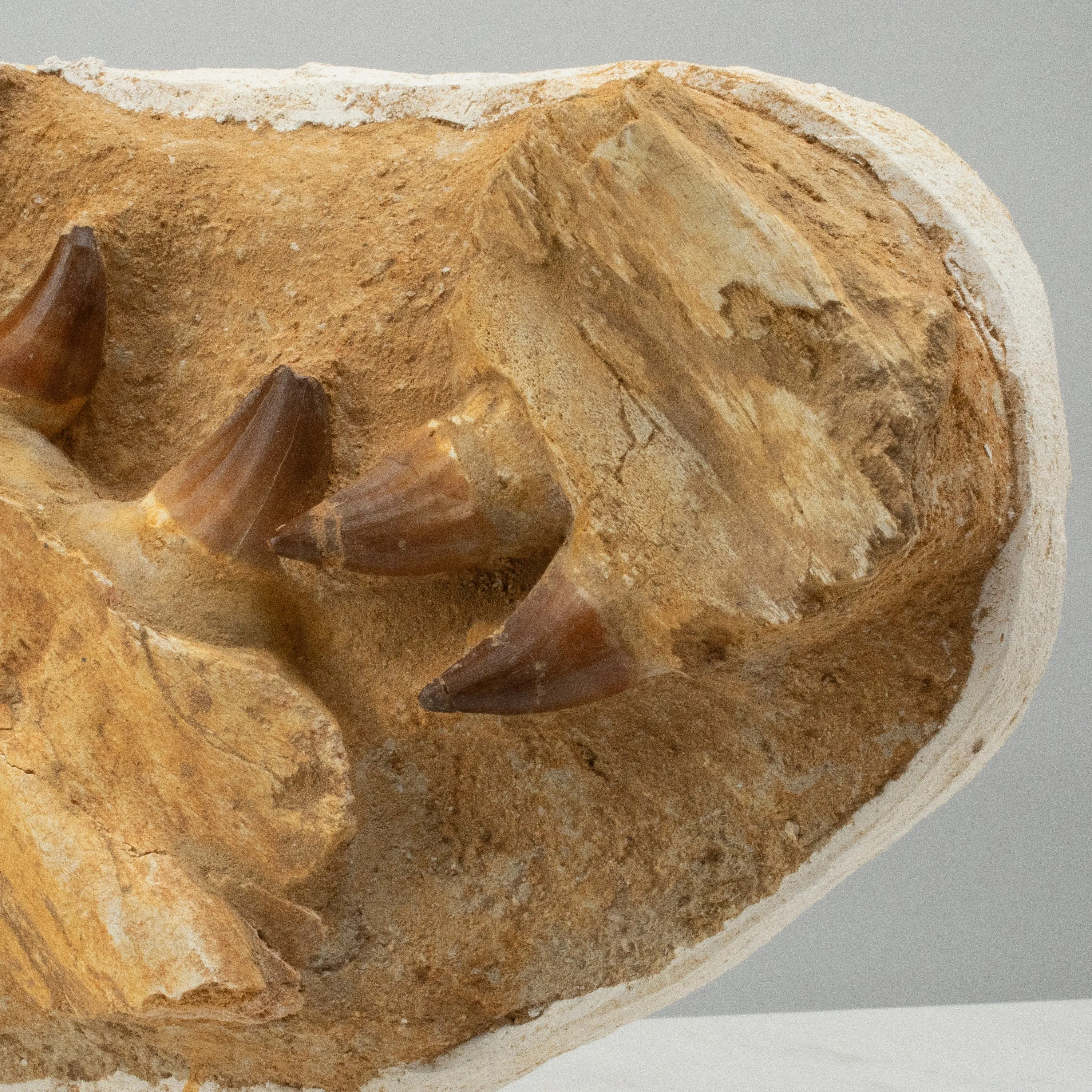 Mosasaurus Jaw and Teeth Fossil in Matrix - 21in.