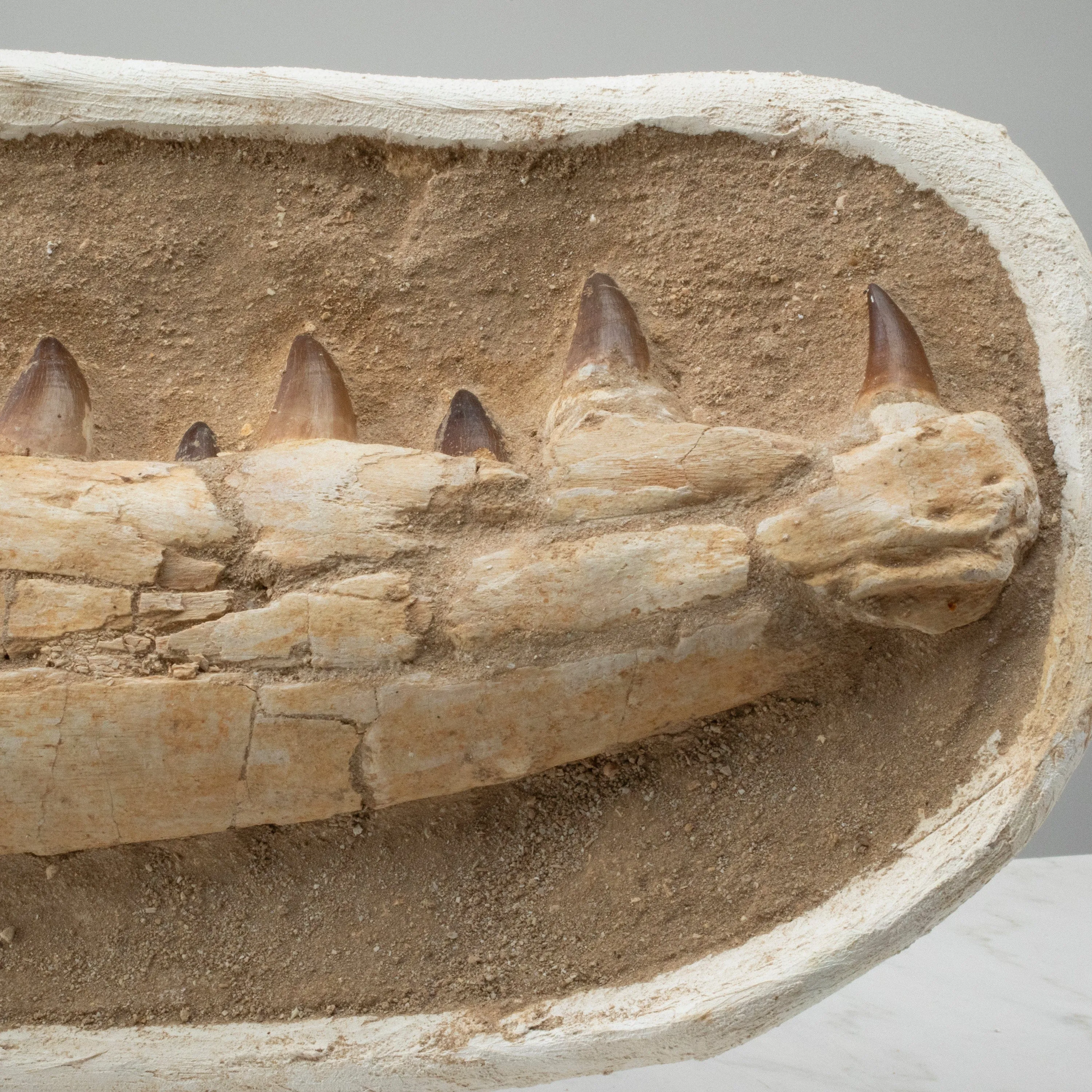 Mosasaurus Jaw and Teeth Fossil in Matrix - 23in.